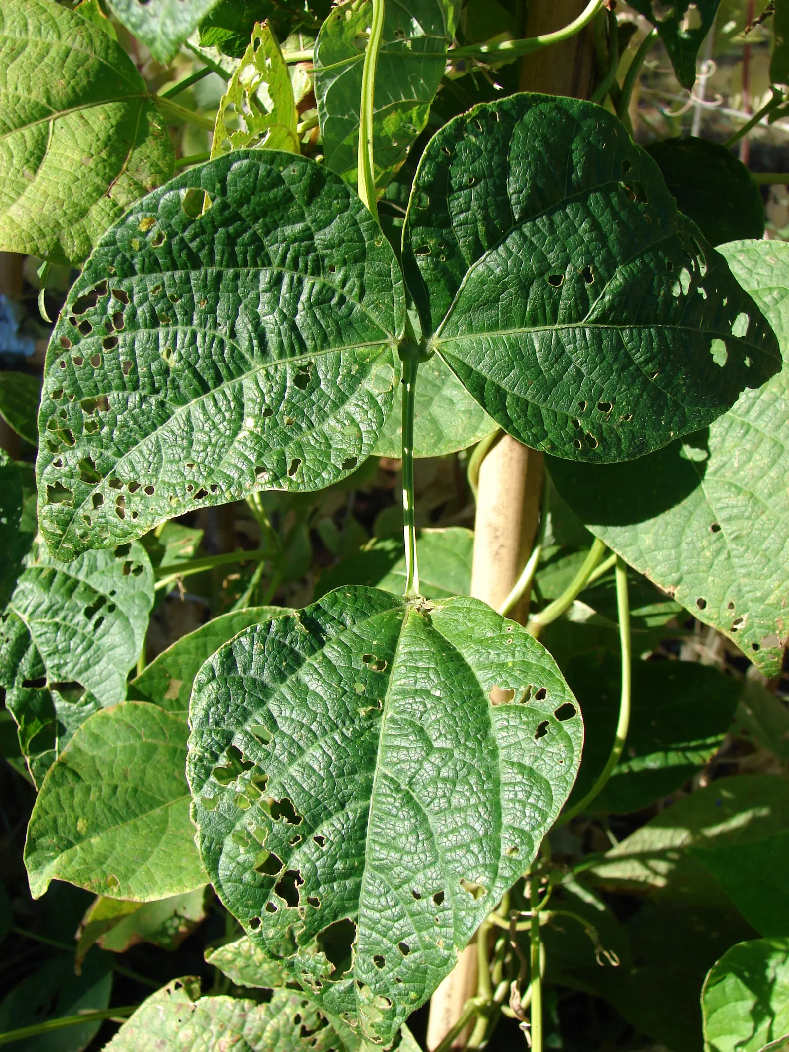 Green Cassia (Senna Nemophila) — Prune lightly post-flowering to maintain shape; ideal for adding vibrant color and texture to landscape designs, image 74