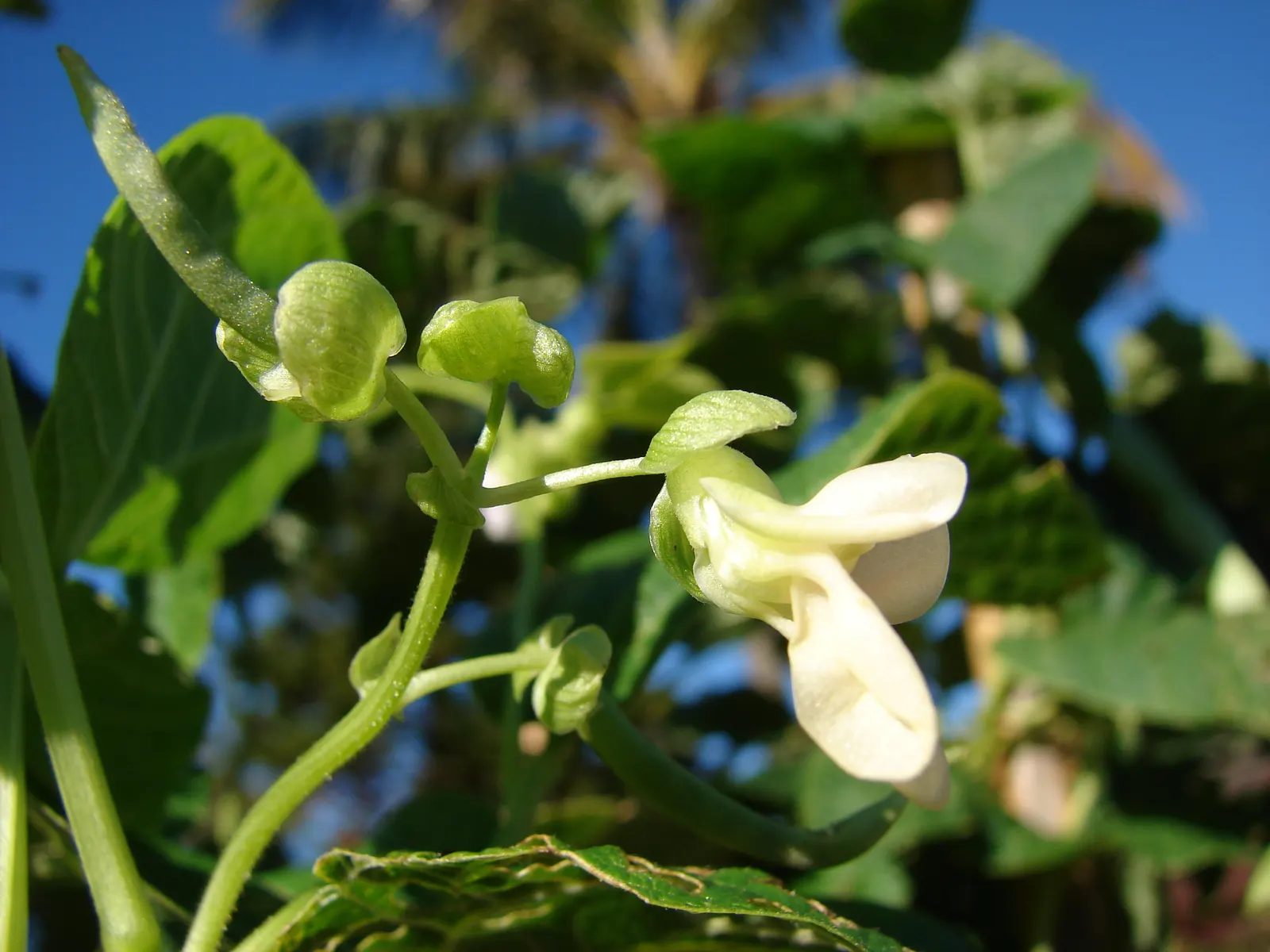Green Cassia (Senna Nemophila) — shrub for full or half; making it a practical and sustainable choice for a variety of outdoor spaces, image 69