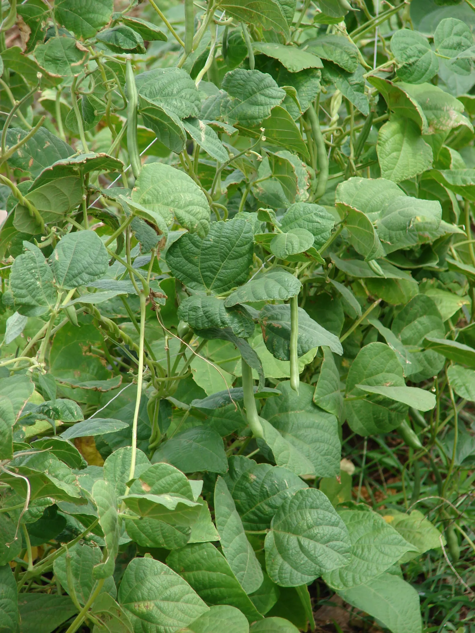 Green Cassia (Senna Nemophila) — The Green Cassia, Senna nemophila, is a drought-tolerant Australian native, ideal for xeriscaping; plant in full, image 70