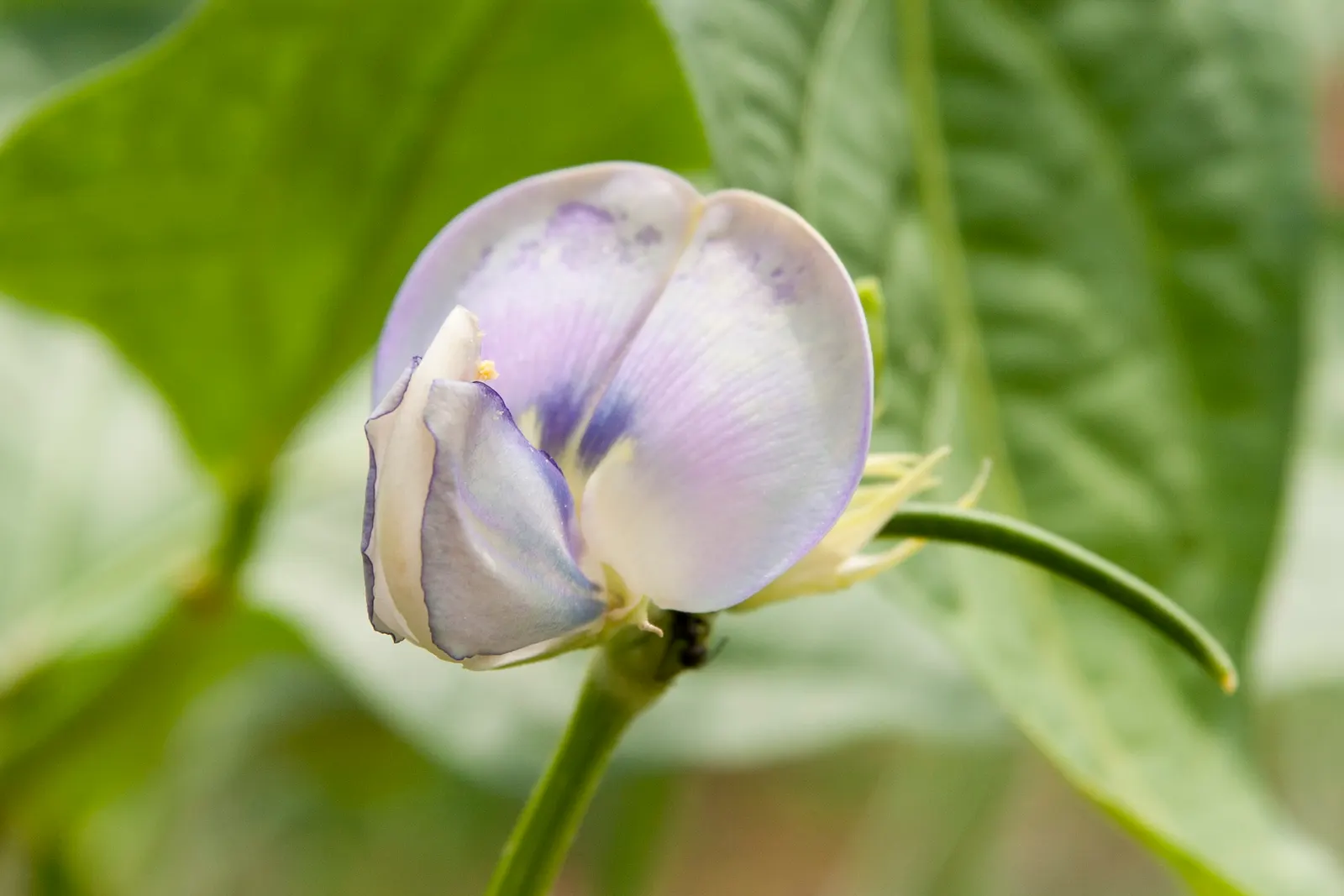 Green Cassia (Senna Nemophila) — Senna nemophila prefers well-drained soils with full sun exposure