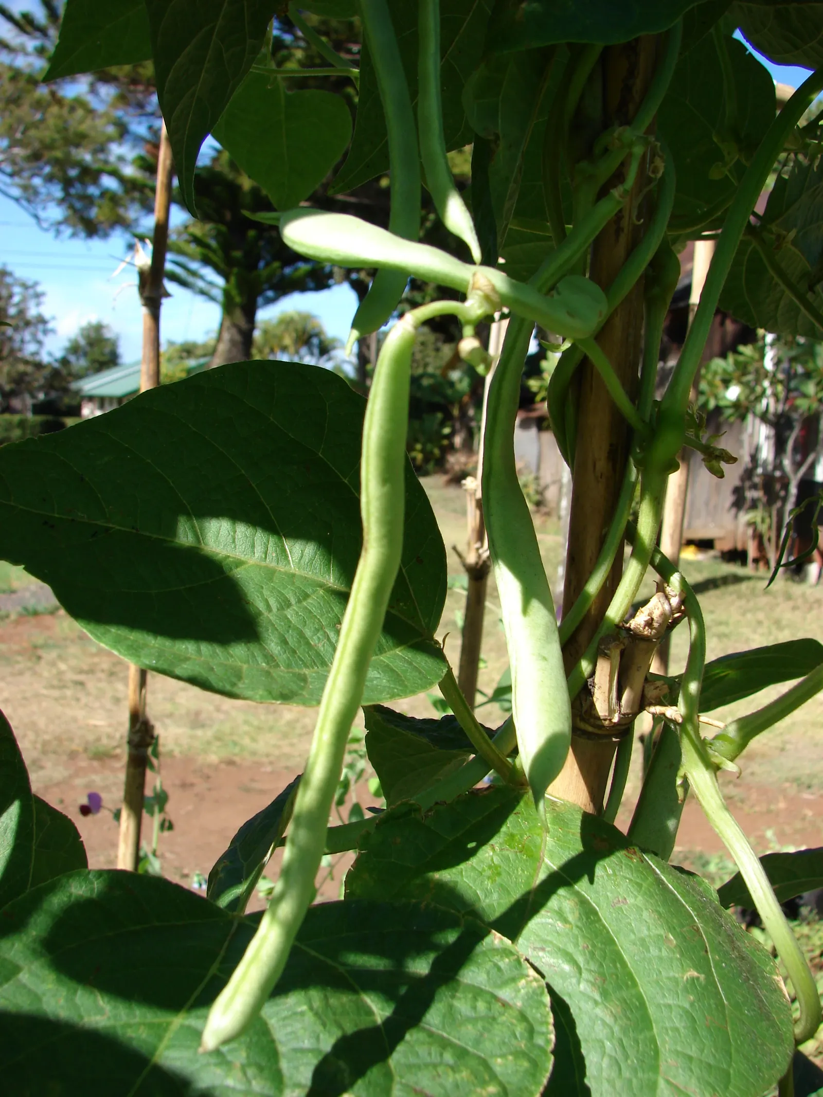 Green Cassia (Senna Nemophila) — As a hardy shrub, the Green Cassia can withstand temperatures as low as 20&deg;F (-6.67&deg;C); the Green Cassia, image 63