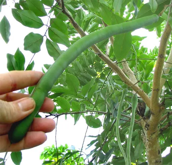 Green Cassia (Senna Nemophila) — As a hardy shrub, the Green Cassia can withstand temperatures as low as 20&deg;F (-6.67&deg;C)