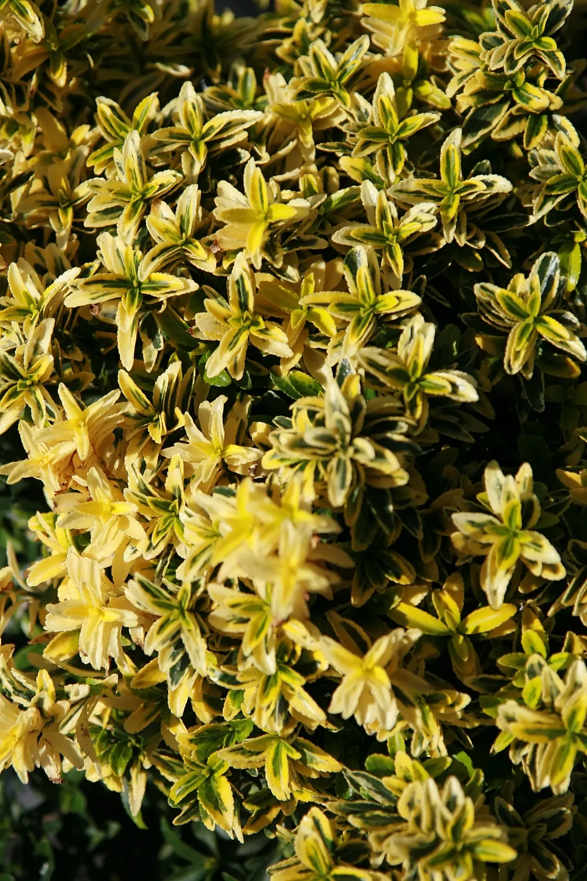 Boxleaf Euonymus (Euonymus Japonicus 'Microphyllus') — Boxleaf Euonymus, or Euonymus japonicus 'Microphyllus', is a compact evergreen shrub, ideal for formal