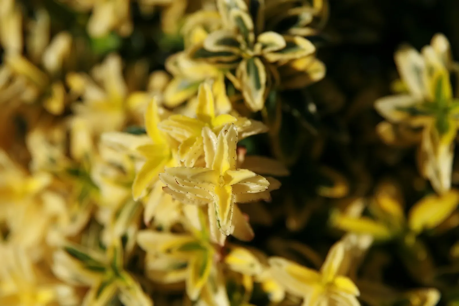 Boxleaf Euonymus (Euonymus Japonicus 'Microphyllus') — Zone 6-9, prefers full to partial sun