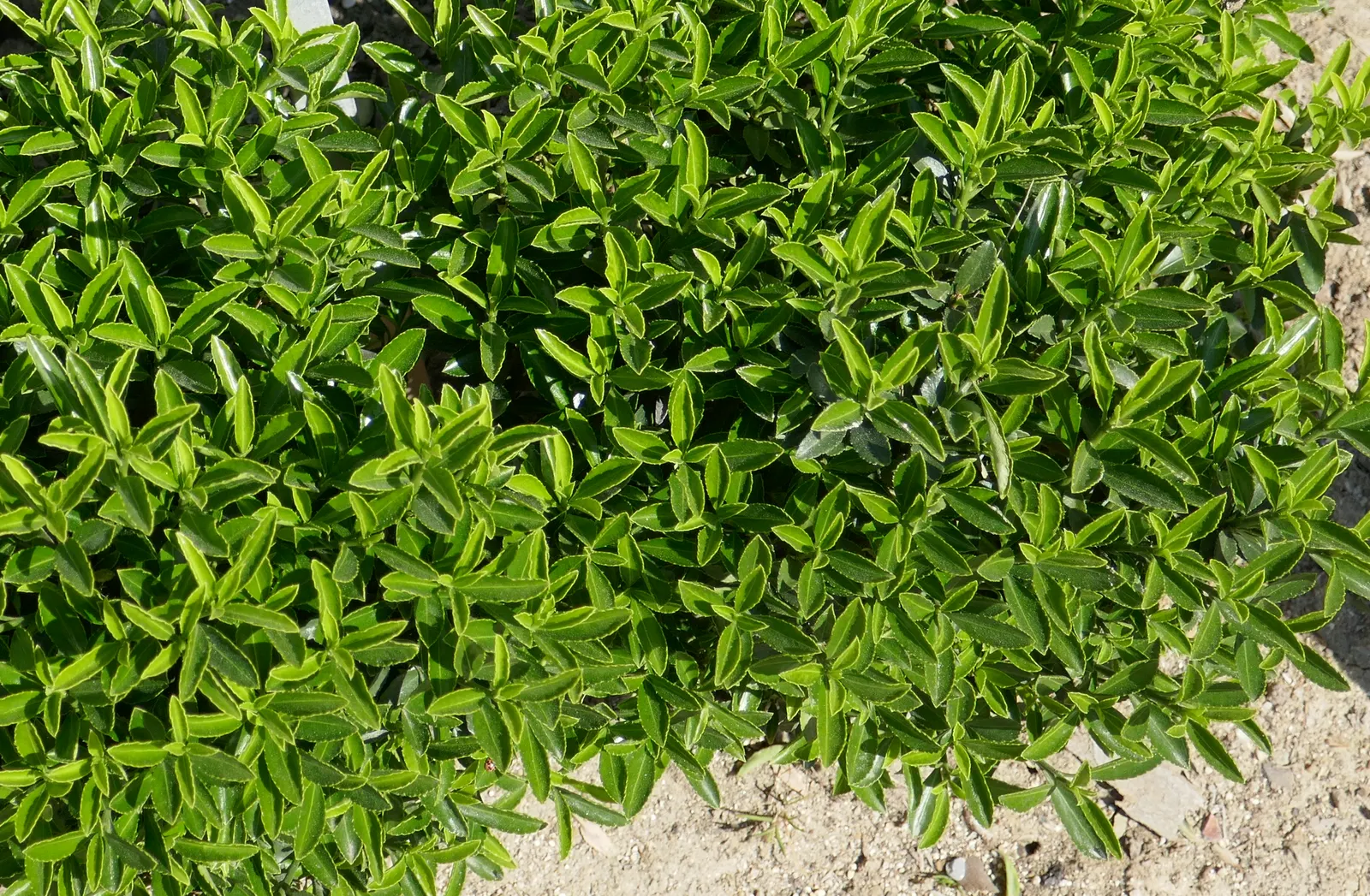 Boxleaf Euonymus (Euonymus Japonicus 'Microphyllus') — It boasts small, dense, glossy leaves and maintains its color year-round