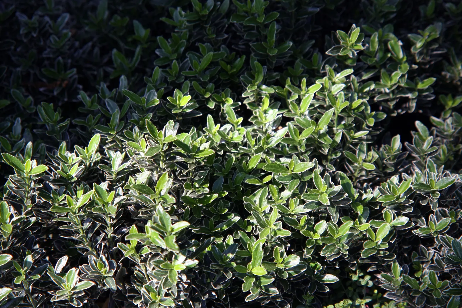 Boxleaf Euonymus (Euonymus Japonicus 'Microphyllus') — The Boxleaf Euonymus can tolerate a range of soil types, though it thrives best in well-drained soil