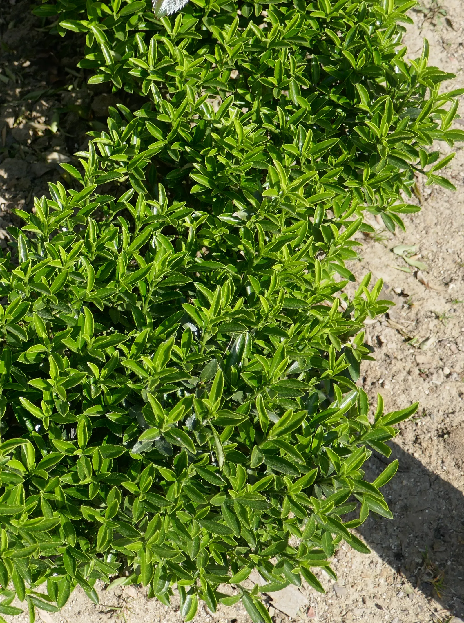 Boxleaf Euonymus (Euonymus Japonicus 'Microphyllus') — Growing slowly to 2-3 feet in height with a similar spread, it requires minimal pruning
