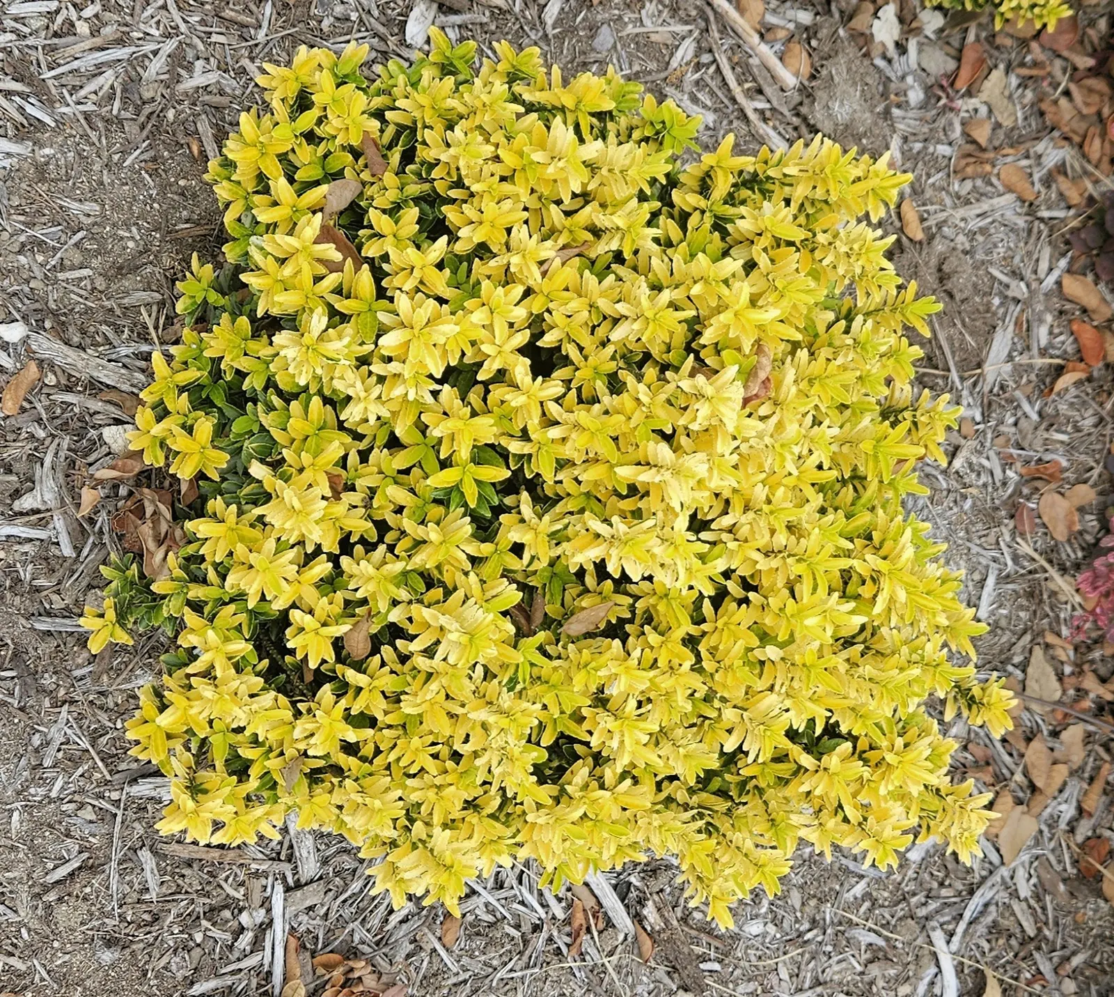 Boxleaf Euonymus (Euonymus Japonicus 'Microphyllus') — It performs admirably in both full sun and partial shade