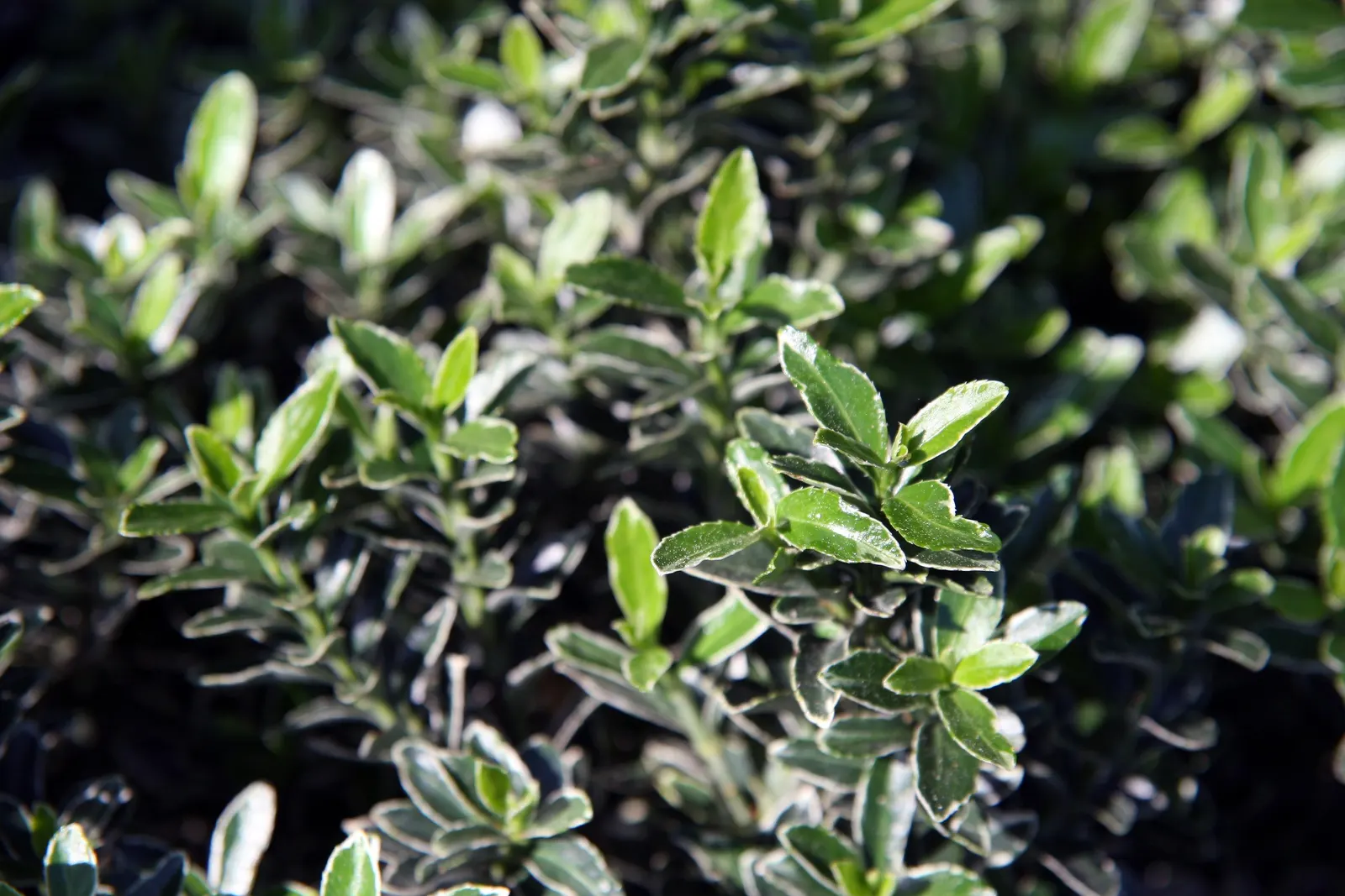 Boxleaf Euonymus (Euonymus Japonicus 'Microphyllus') — Tolerant of various soils, its versatility and low maintenance make it ideal for borders or low hedges
