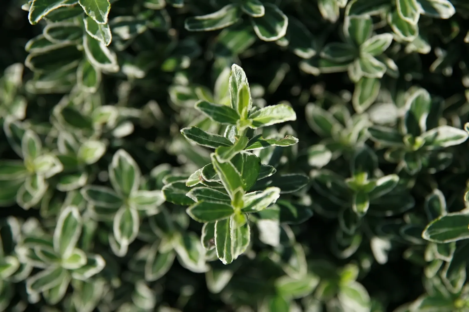 Boxleaf Euonymus (Euonymus Japonicus 'Microphyllus') — this cultivar maintains a neat and tidy appearance without extensive pruning