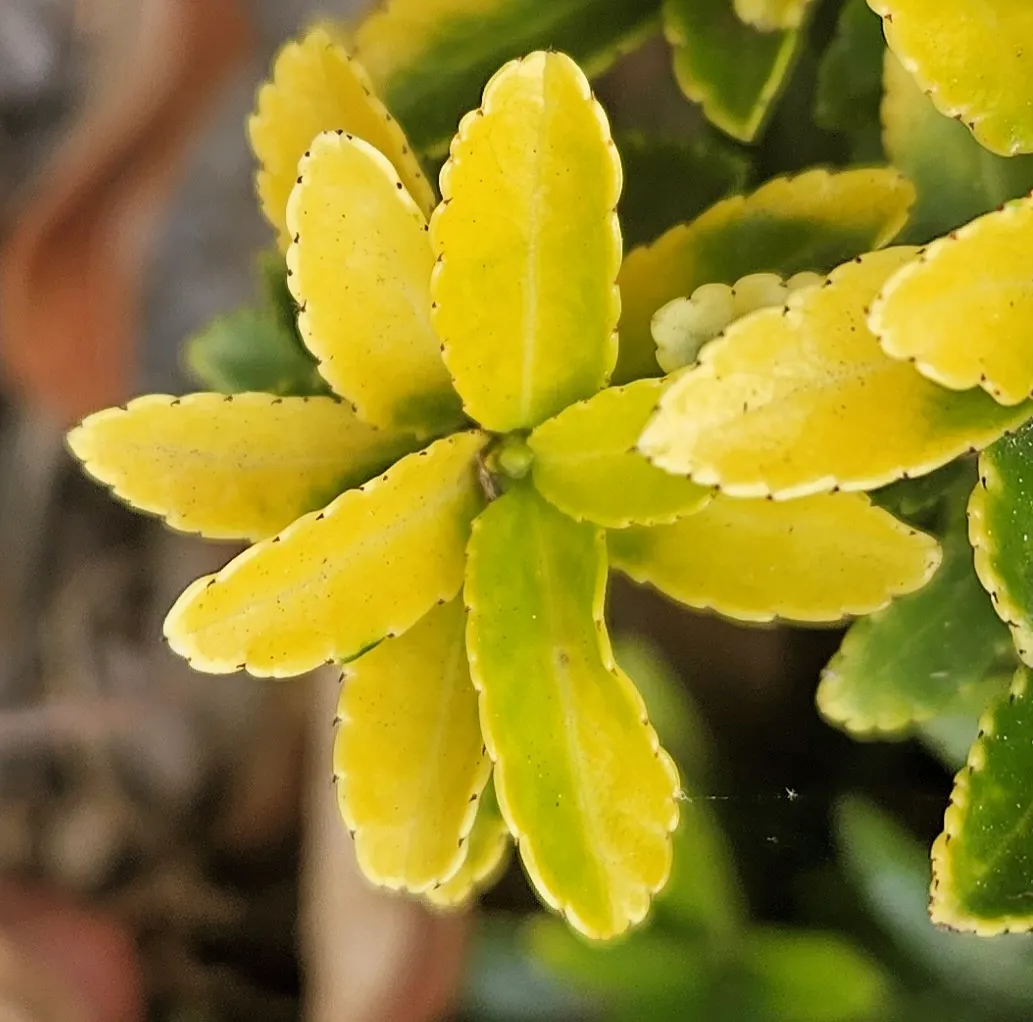 Boxleaf Euonymus (Euonymus Japonicus 'Microphyllus') — as it can withstand temperatures down to about 0&deg;F to 10&deg;F