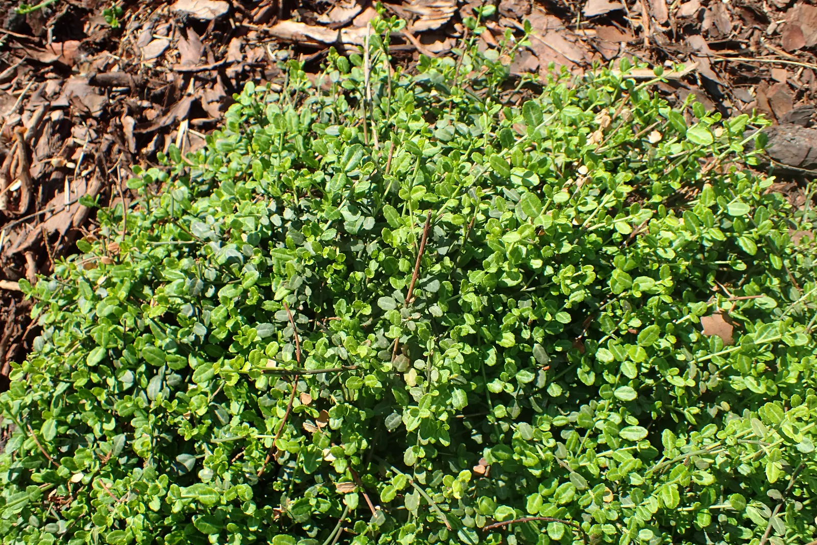 Boxleaf Euonymus (Euonymus Japonicus 'Microphyllus') — aligning with USDA zones 6 through 9