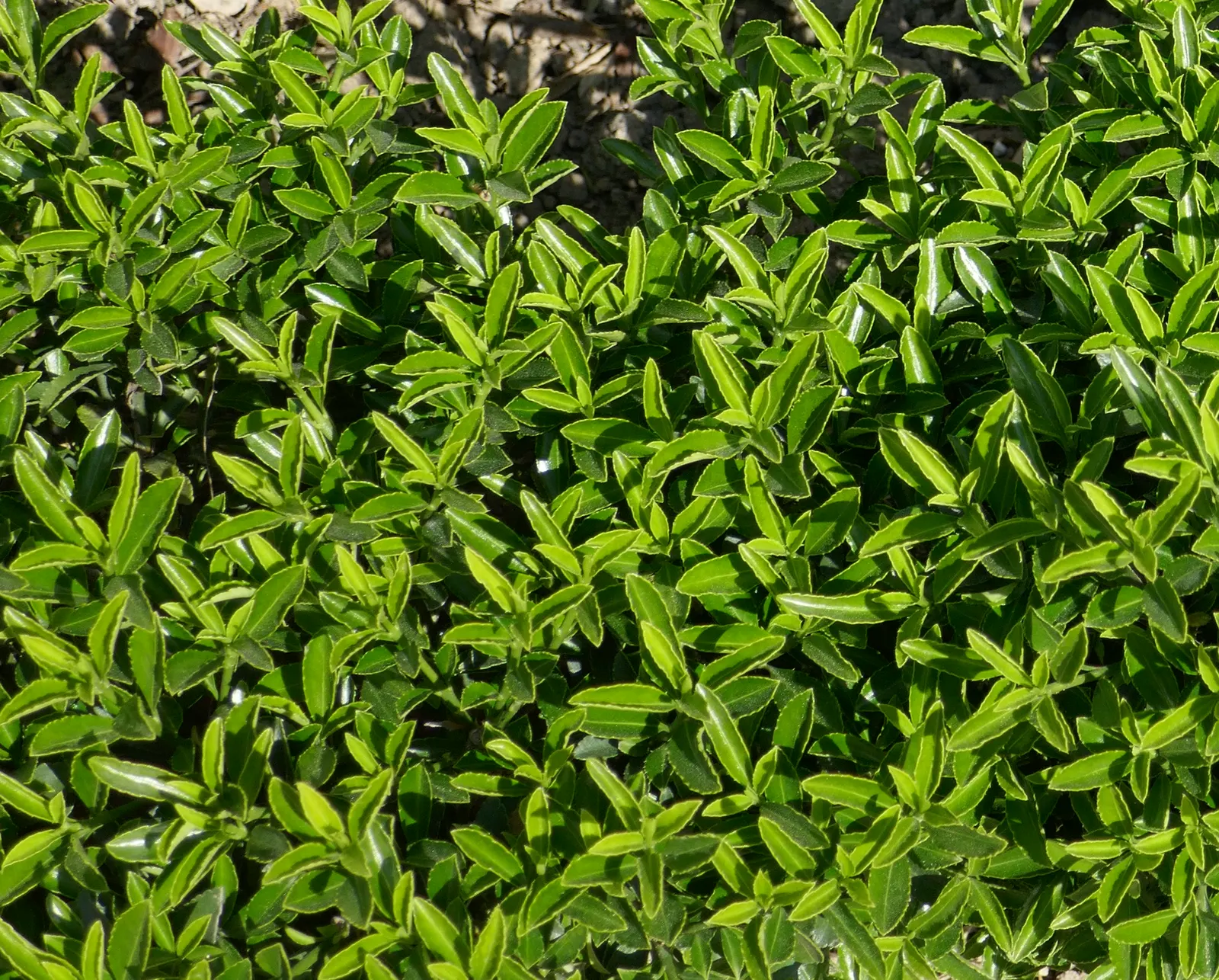 Boxleaf Euonymus (Euonymus Japonicus 'Microphyllus') — it's important to monitor for pests such as scale insects