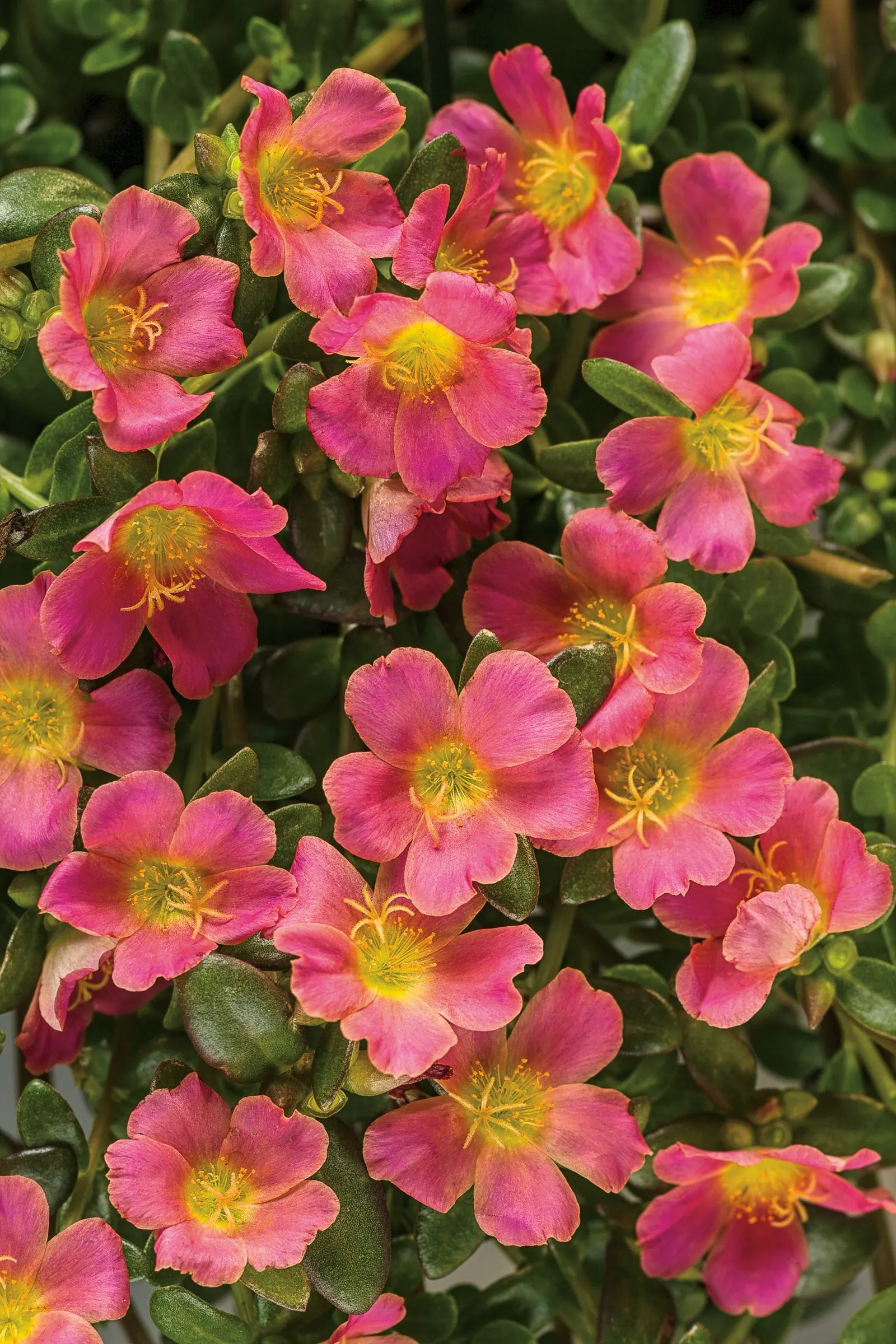 Pink Purslane (Portulaca umbraticola) — pink flowers in the garden