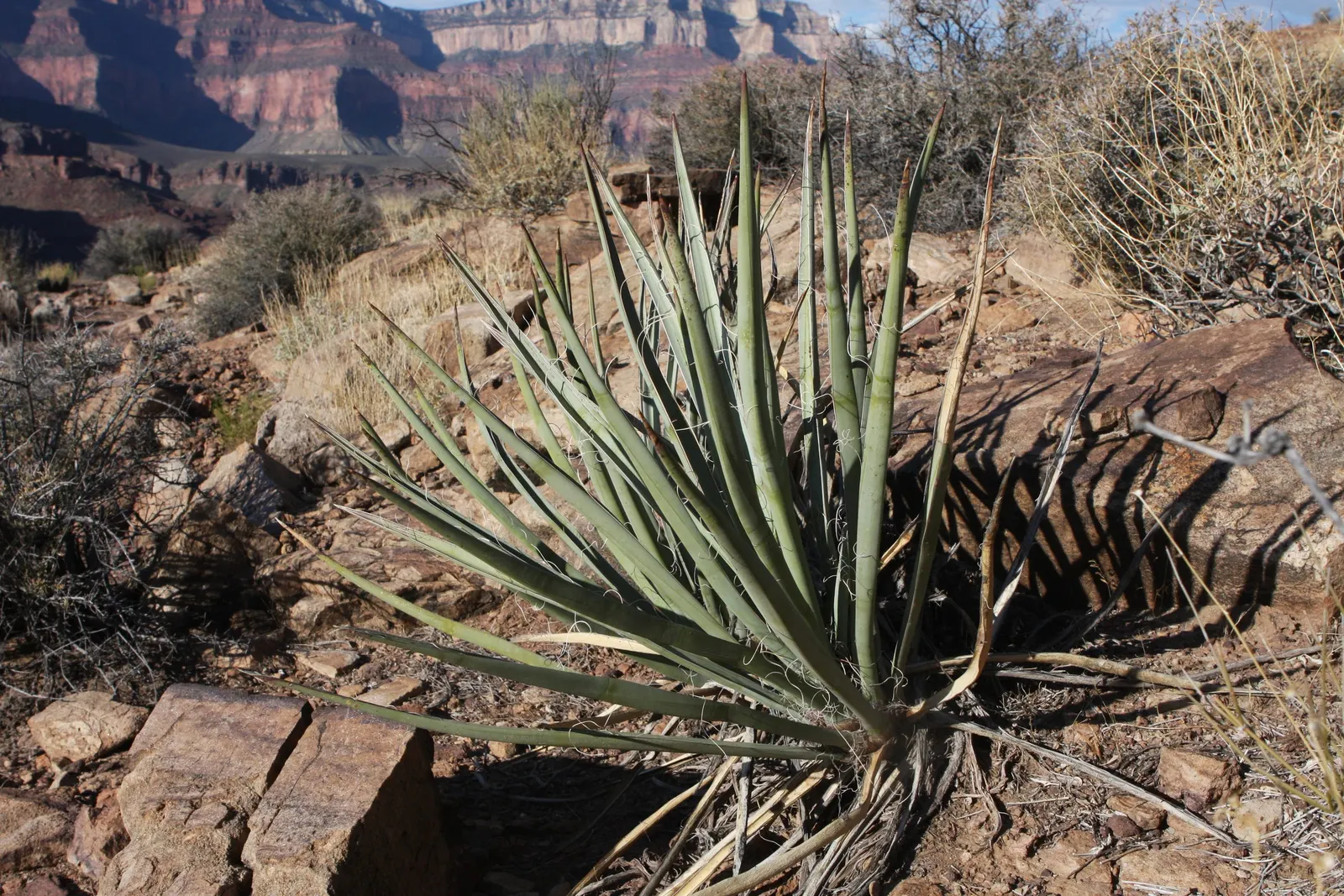 Blue Yucca (Yucca Baccata) — This plant offers a unique combination of aesthetic appeal