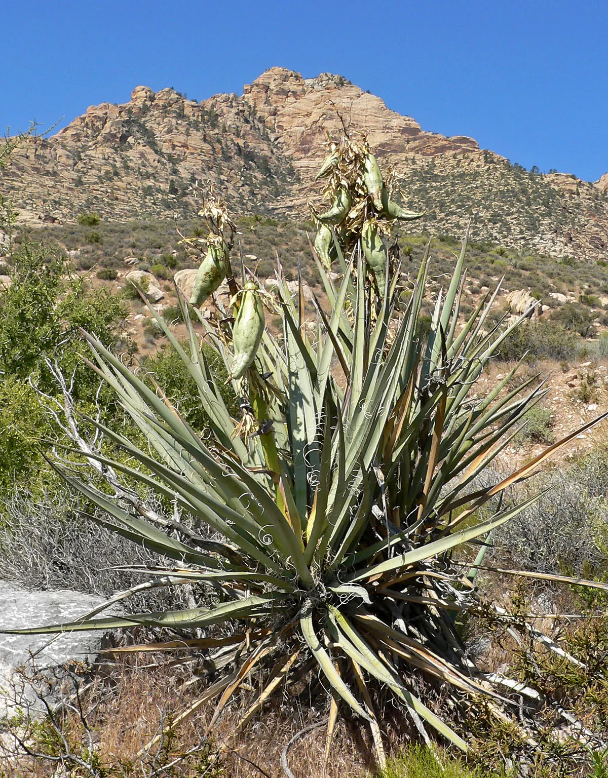 Blue Yucca (Yucca Baccata) — This resilient evergreen offers stunning, white bell-shaped blossoms on 2-3 ft spikes in late spring