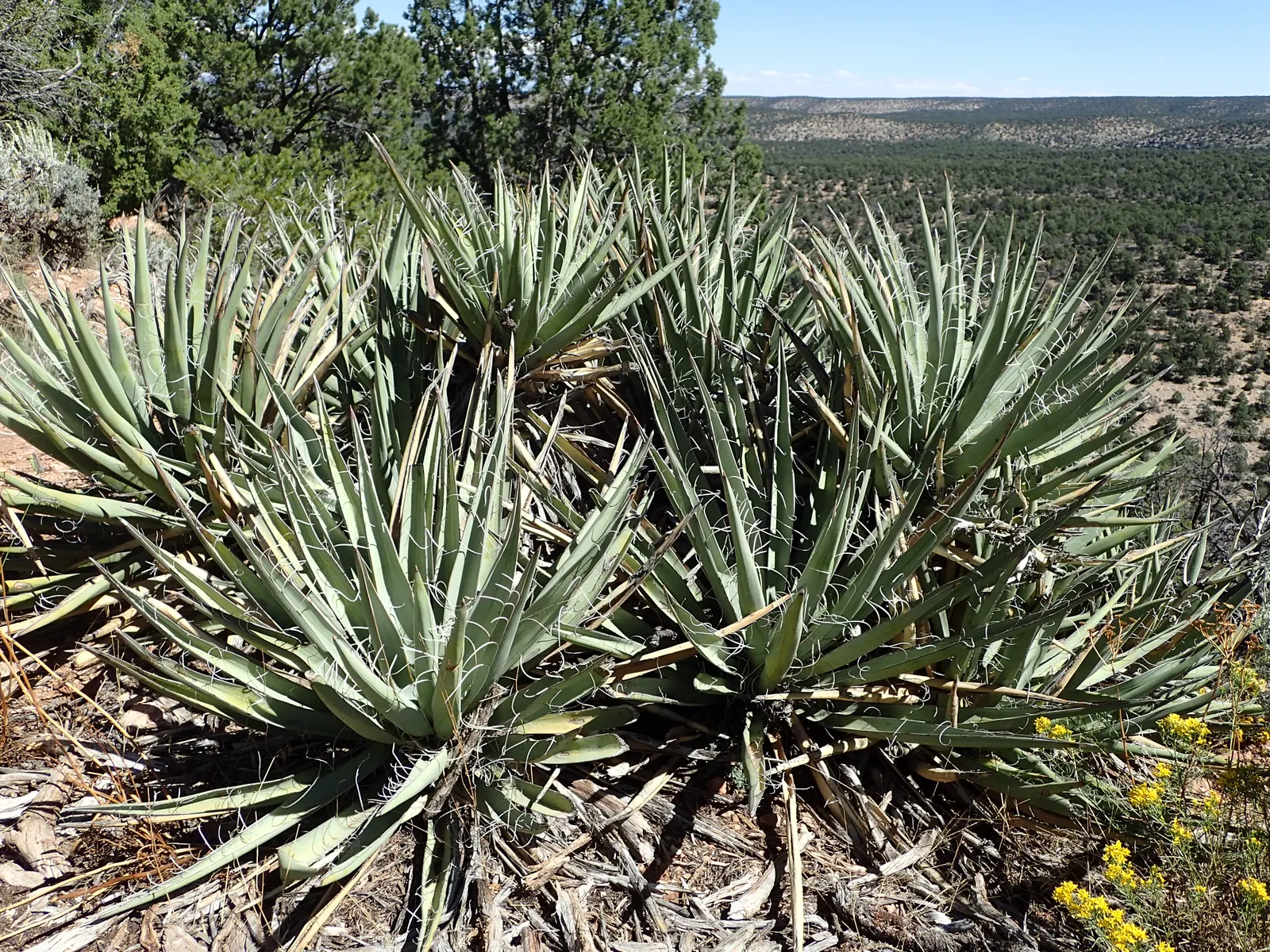 Blue Yucca (Yucca Baccata) — This resilient evergreen offers stunning, white bell-shaped blossoms on 2-3 ft spikes in late spring; providing a bold