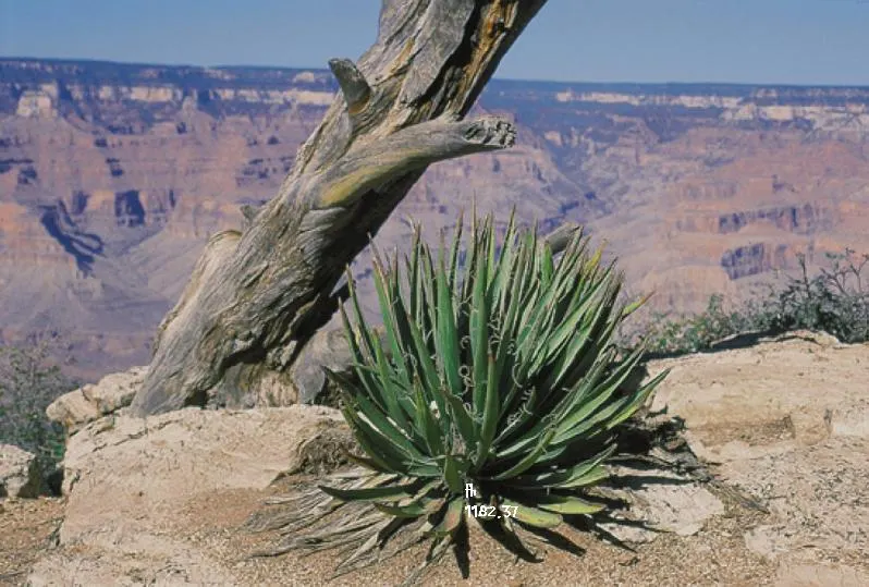 Blue Yucca (Yucca Baccata) — A striking feature in any landscape