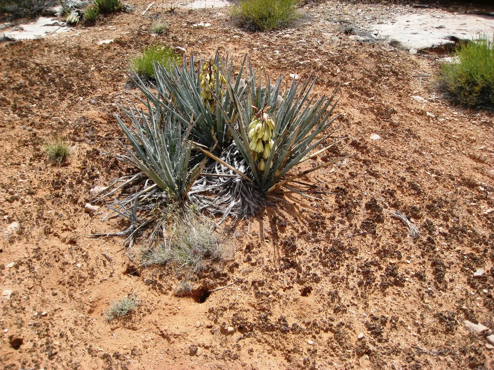 Blue Yucca (Yucca Baccata) — Requires minimal care, tolerates poor soils, and is drought-resistant, ideal for water-wise landscapes; shrub / succulent for full