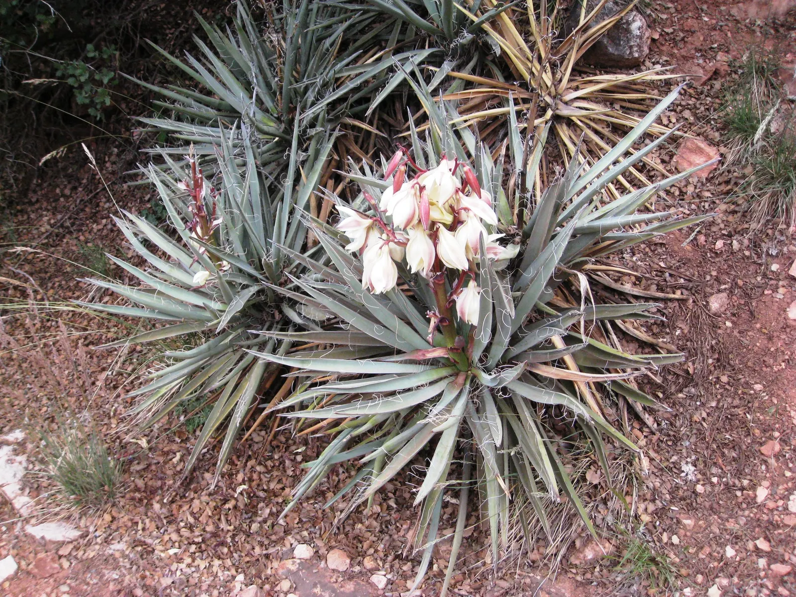Blue Yucca (Yucca Baccata) — reaching 4-6 ft tall and wide at maturity; with a width of around 1 to 1.5 inches