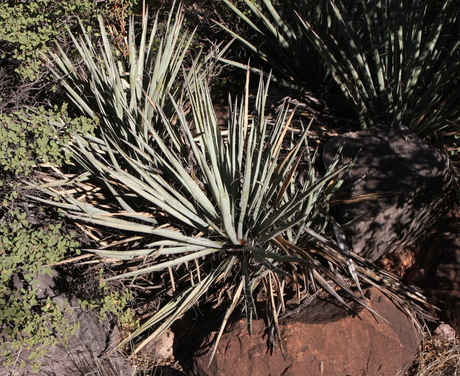 Blue Yucca (Yucca Baccata) — blue-green leaves which can reach lengths of 16 to 30 inches
