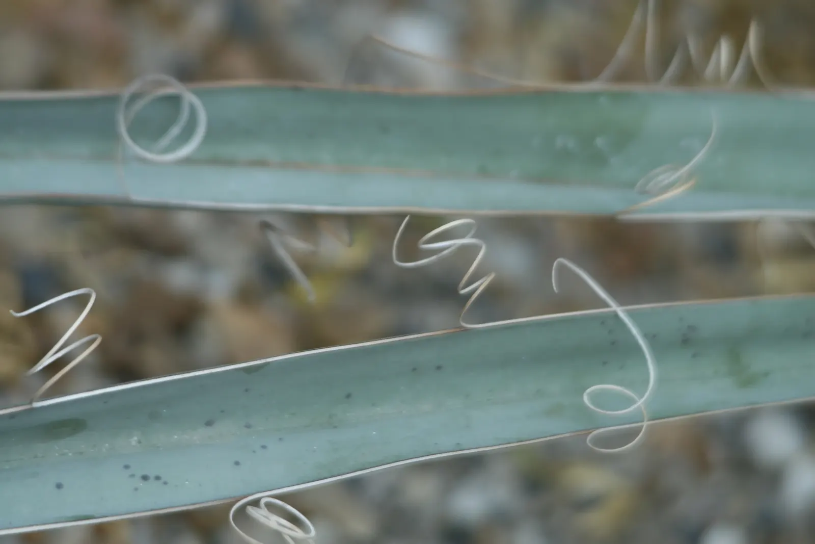 Blue Yucca (Yucca Baccata) — Hardy across USDA zones 5 through 11