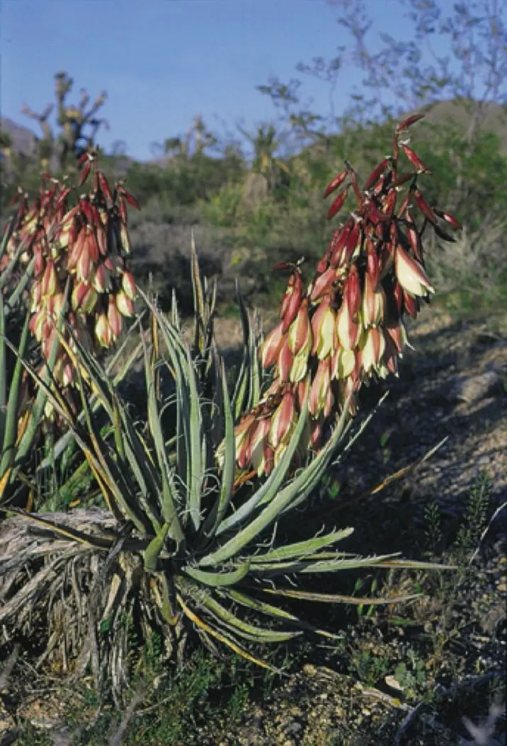 Blue Yucca (Yucca Baccata) — and low maintenance that can suit a wide range of landscape designs