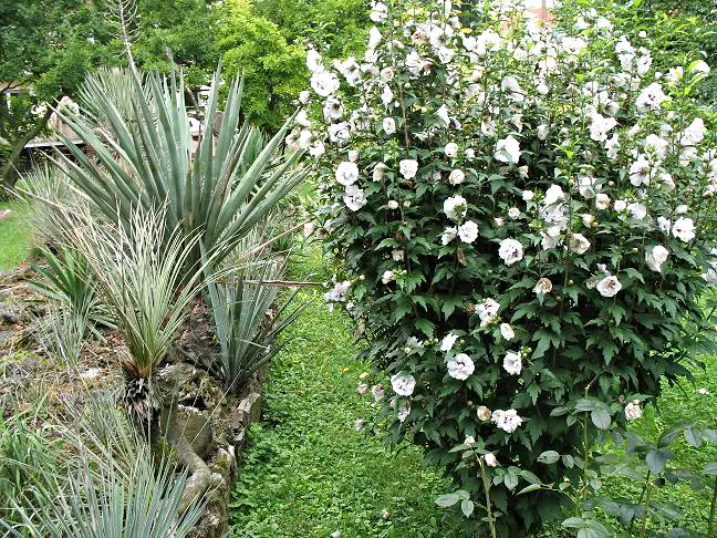 Blue Yucca (Yucca Baccata) — Plant in full sun for optimal growth and dramatic texture in rock gardens or as an accent specimen; is an evergreen perennial