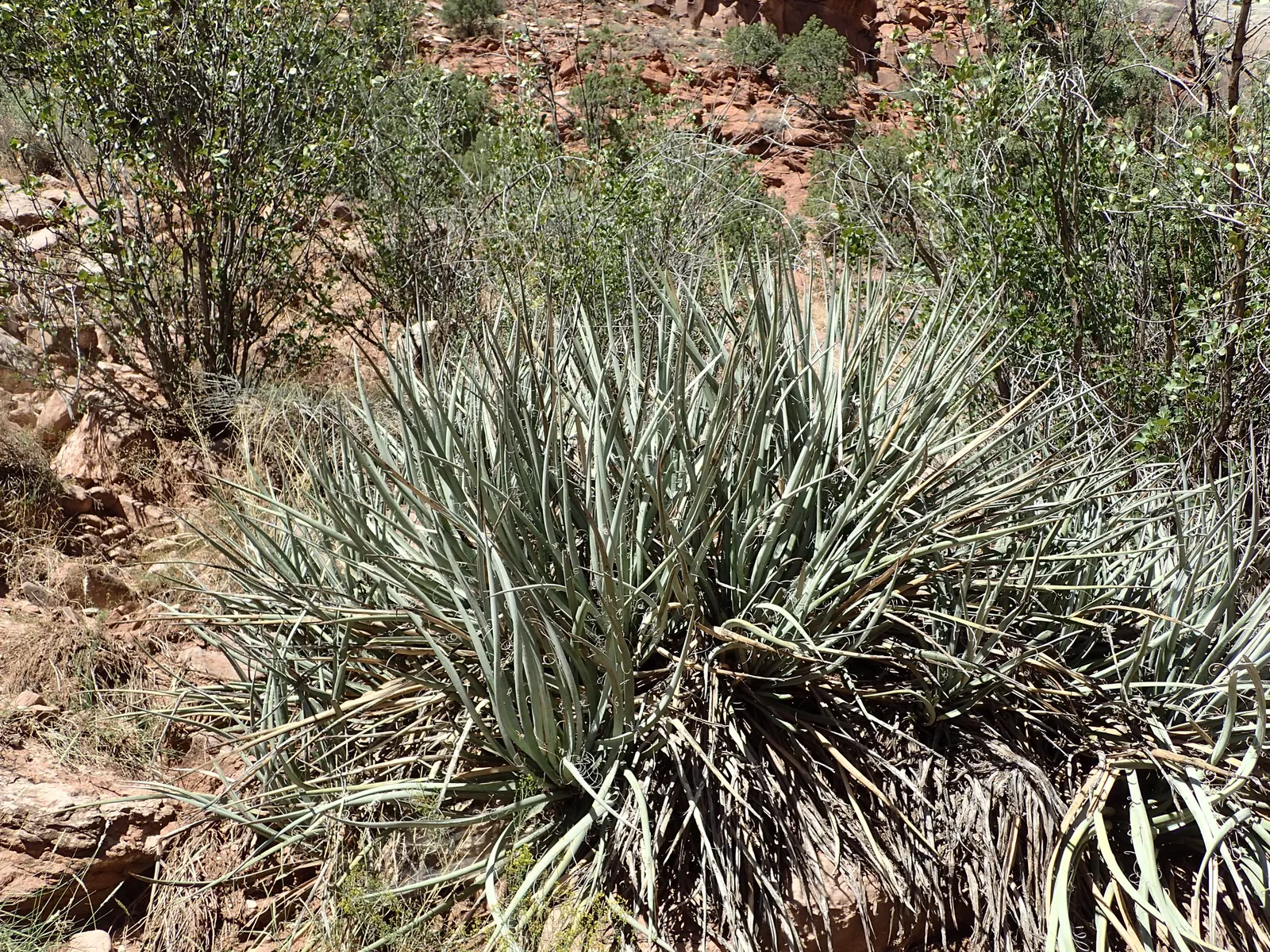 Blue Yucca (Yucca Baccata) — scientifically known as Yucca baccata; it thrives in well-drained soils, typically requiring minimal maintenance once established