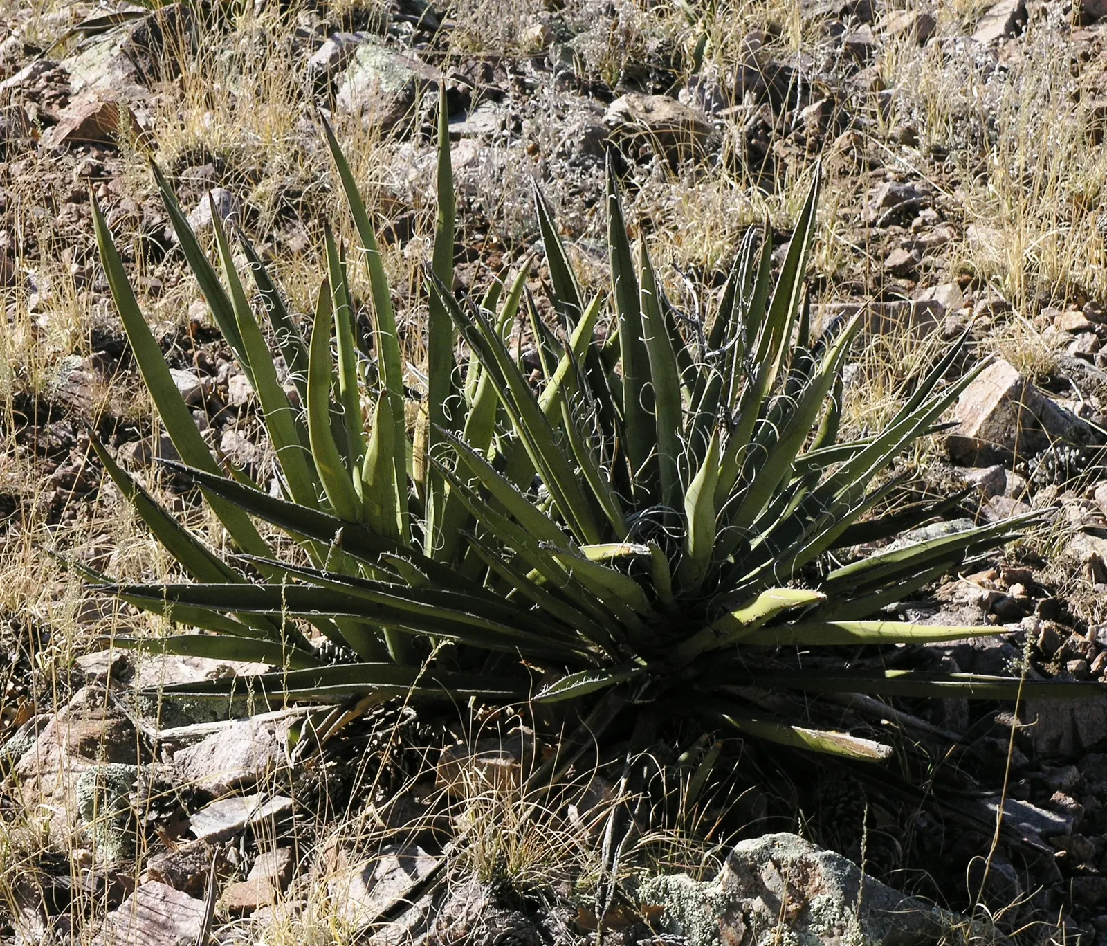 Blue Yucca (Yucca Baccata) — they can grow up to 4 inches long