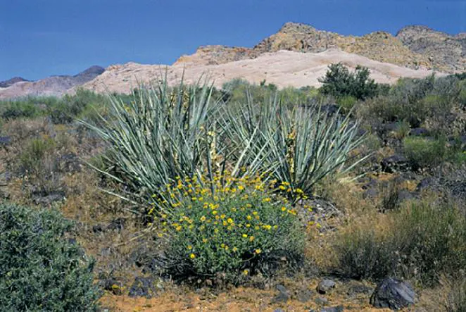 Blue Yucca (Yucca Baccata) — notable for silvery-blue leaves up to 2 ft long