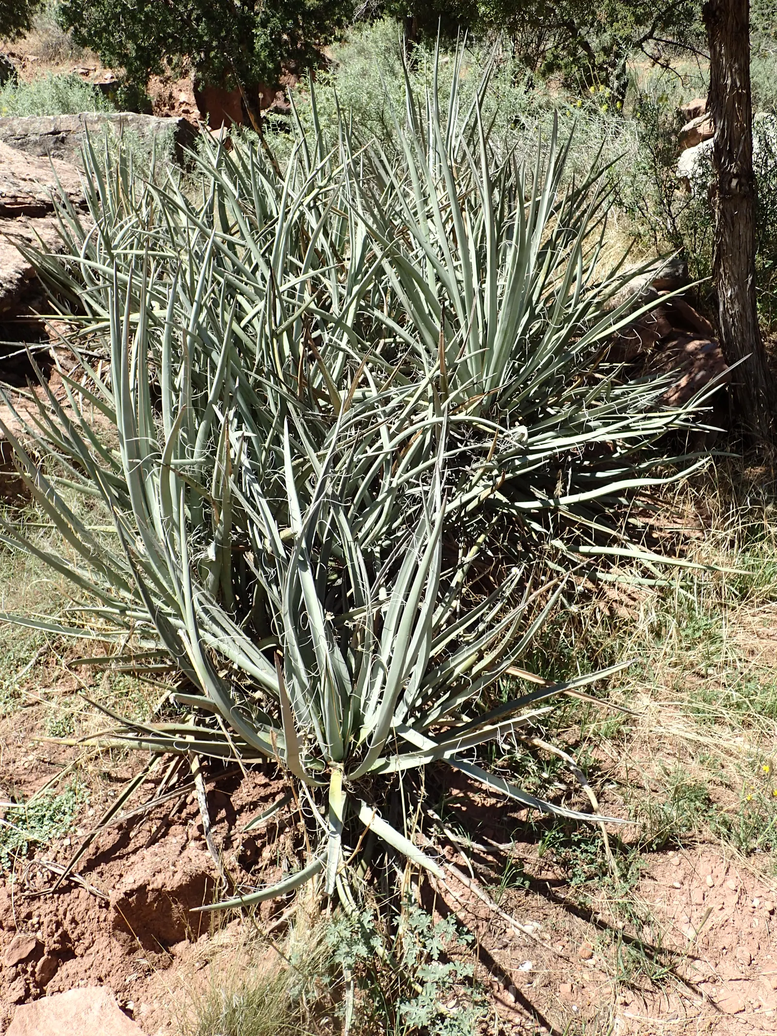 Blue Yucca (Yucca Baccata) — notable for silvery-blue leaves up to 2 ft long; requires minimal care, tolerates poor soils, and is drought-resistant, ideal for