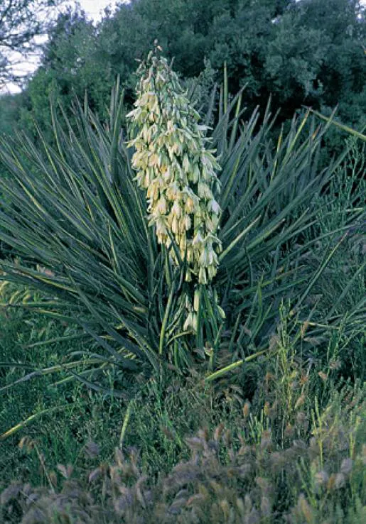 Blue Yucca (Yucca Baccata) — making it an ideal candidate for xeriscaping and water-wise gardens