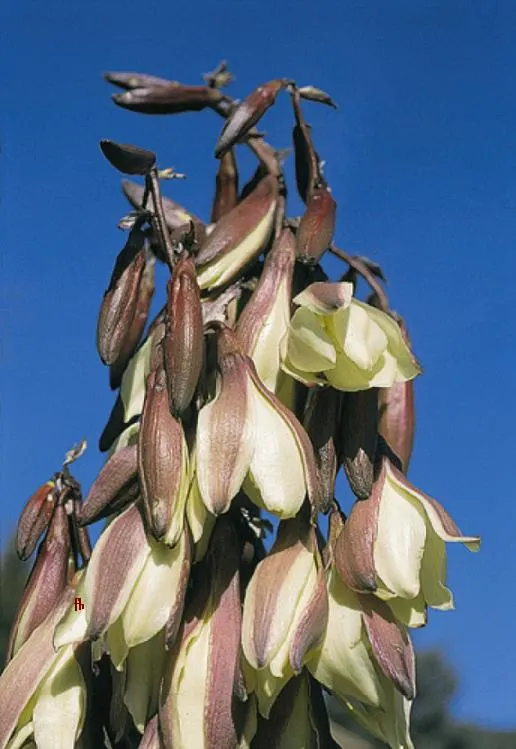 Blue Yucca (Yucca Baccata) — Yucca baccata can withstand temperatures as low as -20&deg;F