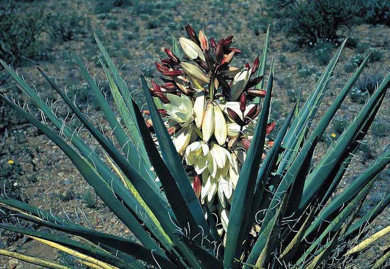Blue Yucca (Yucca Baccata) — is an evergreen perennial plant native to the arid regions of the Southwestern United States and Mexico