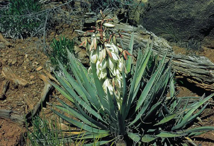Blue Yucca (Yucca Baccata) — Plant in full sun for optimal growth and dramatic texture in rock gardens or as an accent specimen