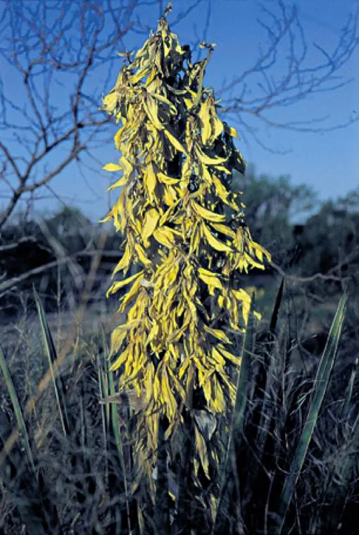 Blue Yucca (Yucca Baccata) — During late spring to summer