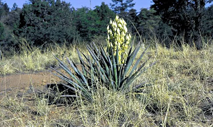 Blue Yucca (Yucca Baccata) — scientifically known as Yucca baccata