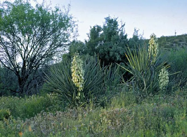Blue Yucca (Yucca Baccata) — with a spread of 6-8 feet