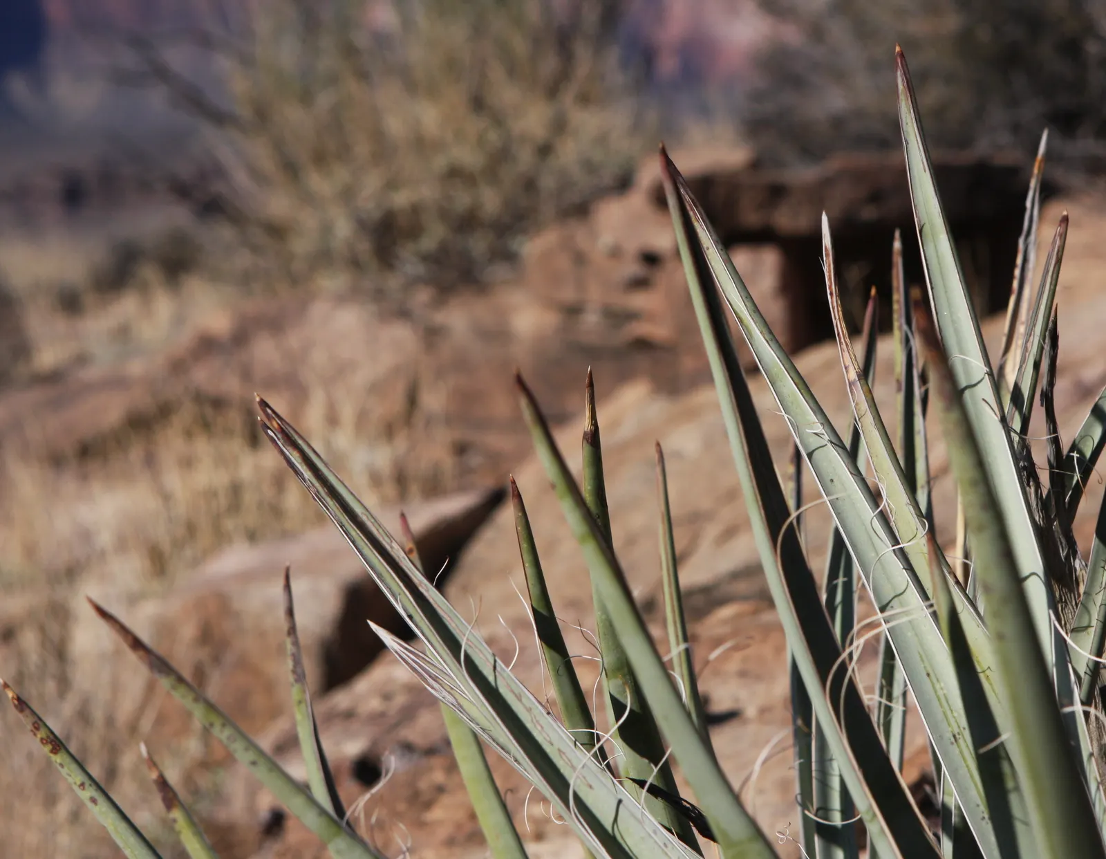 Blue Yucca (Yucca Baccata) — providing a bold architectural statement