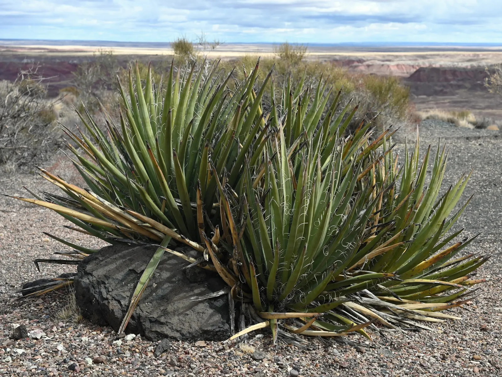 Blue Yucca (Yucca Baccata) — with a width of around 1 to 1.5 inches