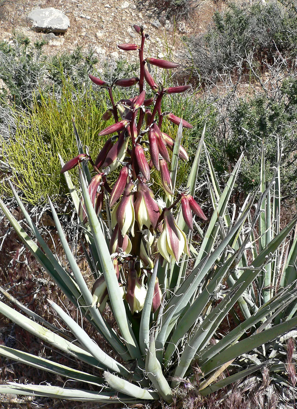 Blue Yucca (Yucca Baccata) — the Blue Yucca is highly drought-tolerant