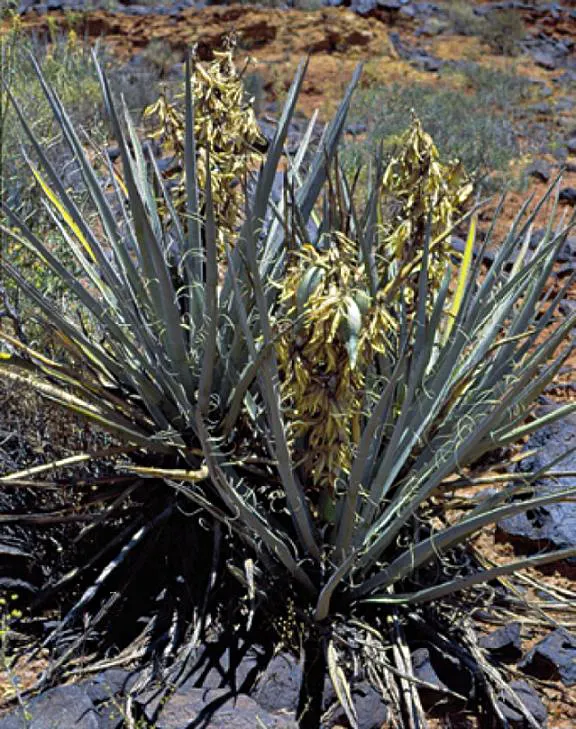 Blue Yucca (Yucca Baccata) — shrub / succulent for full or half