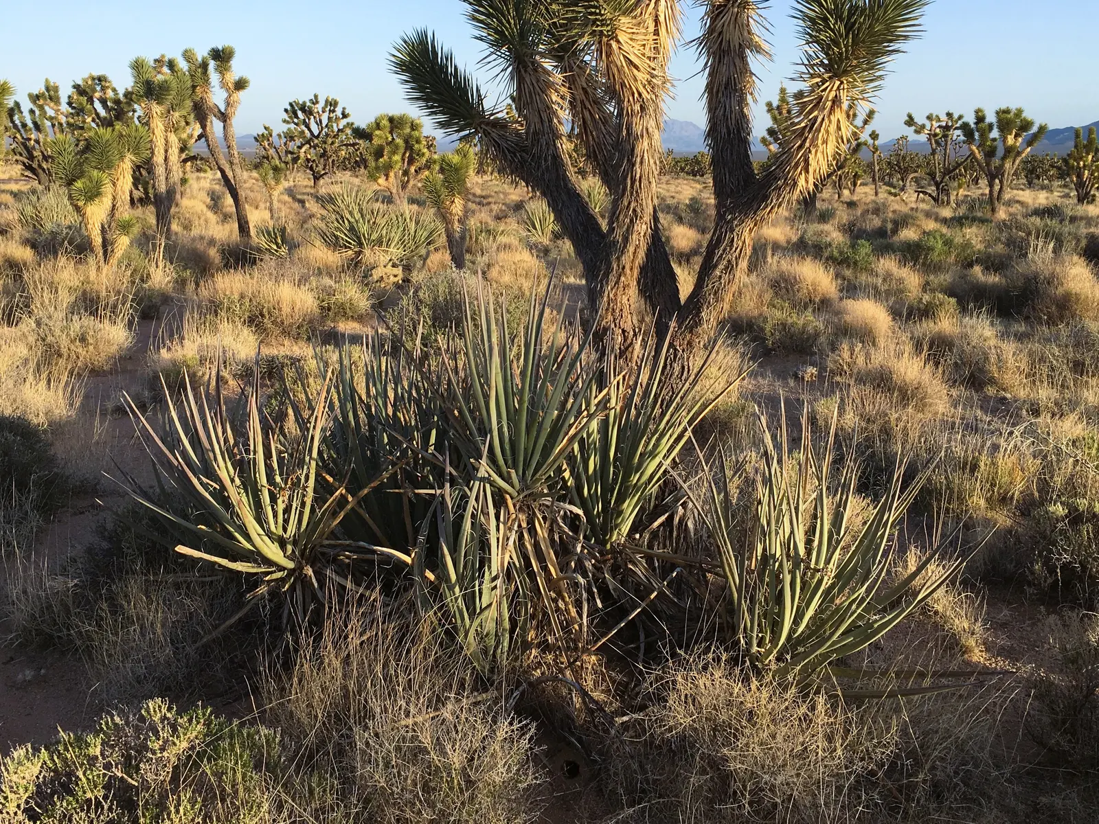 Blue Yucca (Yucca Baccata) — reaching 4-6 ft tall and wide at maturity