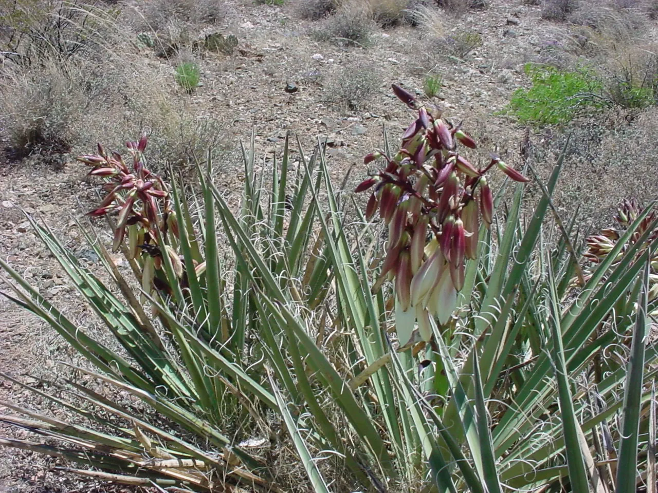 Blue Yucca (Yucca Baccata) — this hardy specimen is known for its rosettes of stunning
