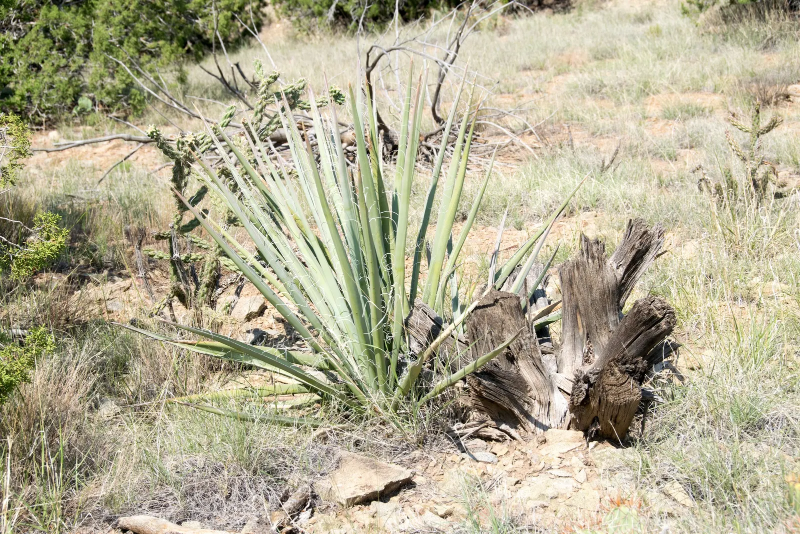 Blue Yucca (Yucca Baccata) — white flowers in the garden