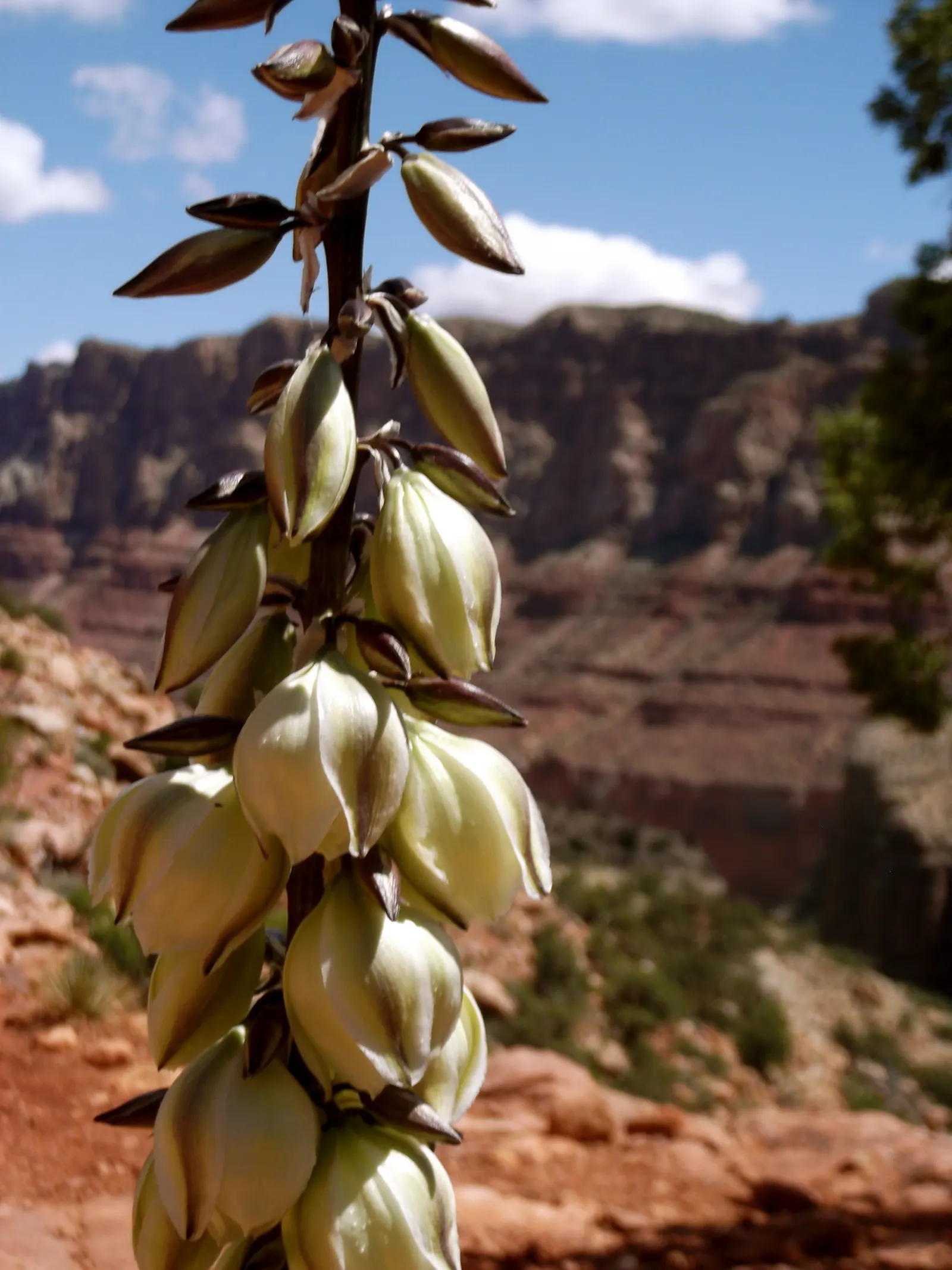 Blue Yucca (Yucca Baccata) — Requires minimal care, tolerates poor soils, and is drought-resistant, ideal for water-wise landscapes