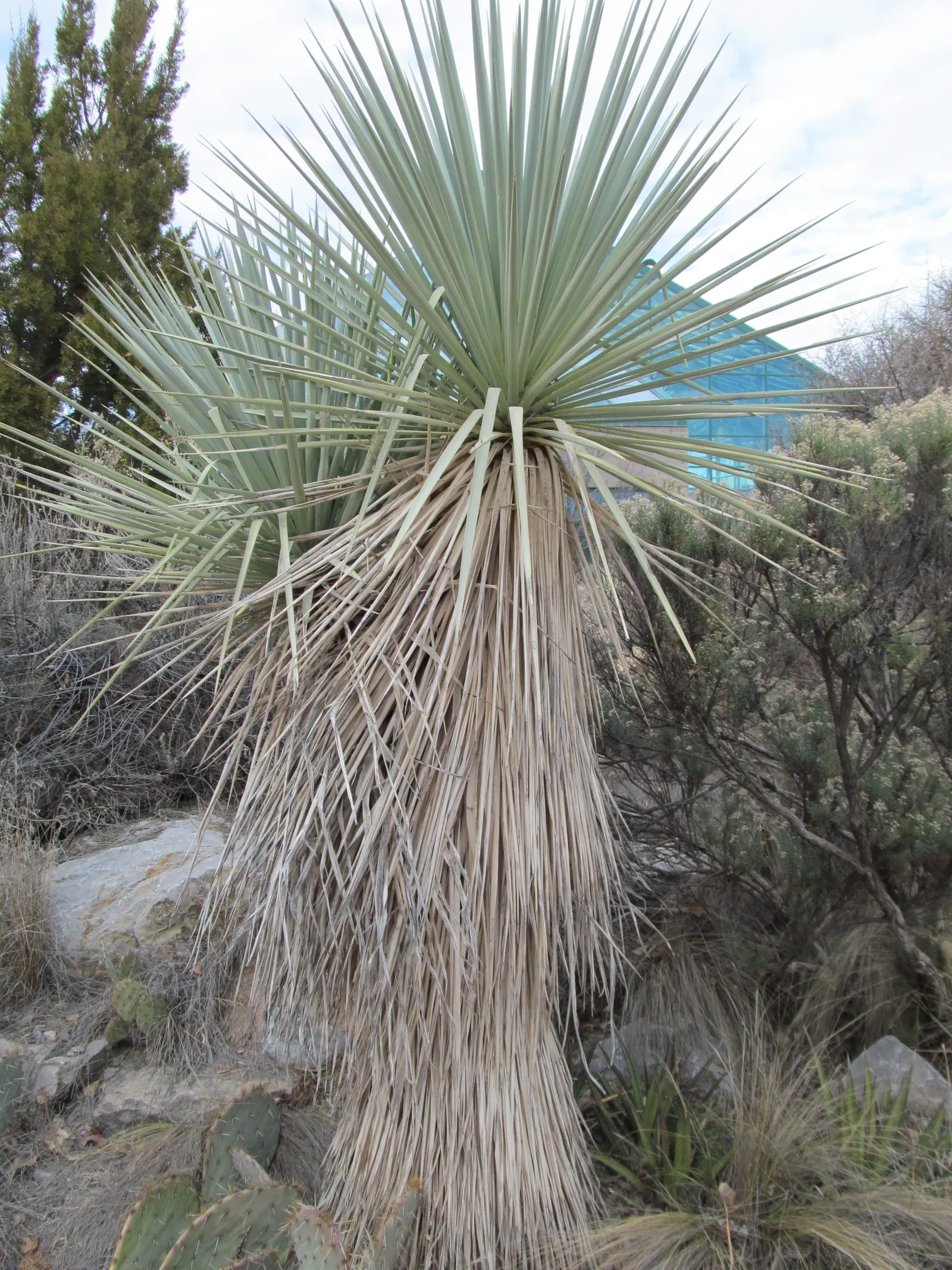 Blue Yucca (Yucca Baccata) — shrub / succulent with white blooms