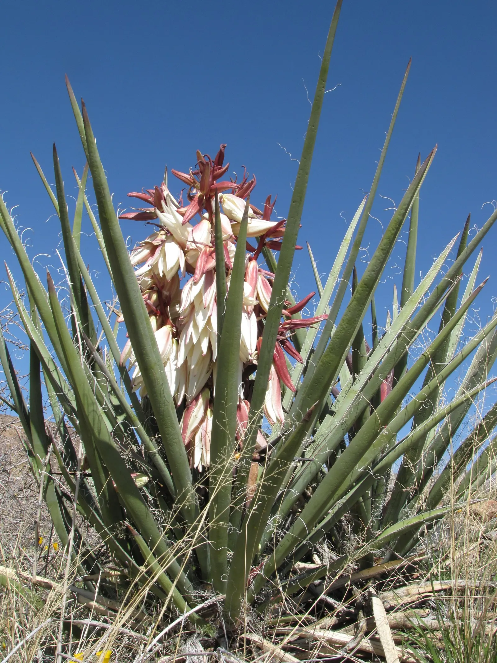 Blue Yucca (Yucca Baccata) — It thrives in well-drained soils, typically requiring minimal maintenance once established