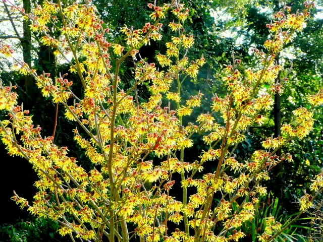 Arnold's Promise Witch Hazel (Hamamelis 'Arnold's Promise') — Arnold's Promise Witch Hazel (Hamamelis x intermedia 'Arnold's Promise') is a captivating